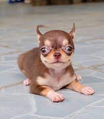 The Beagle Is A Breed Of Little Hound Initially Bred As Scent Hounds To Help Hunters They Are Well Known And Cute Baby Animals Cute Chihuahua Chihuahua Dogs