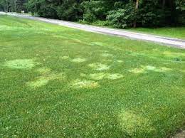 On 9/26 i also over seeded and laid down scott's turf builder starter food for new grass. Why Does My Grass Have Bright Green Patches Gardening Landscaping Stack Exchange