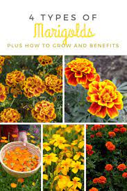 A tried and true combination with dusty miller. 4 Types Of Marigolds Plus How To Grow And Benefits Marigolds Guide Marigolds In Garden Garden Care Marigold Flower