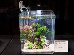 See more ideas about aquascape, fish tank, aquarium fish. Aquascape Ideas Aquascaping 5 Gallon Tank