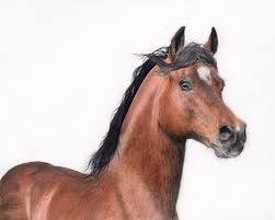 Horses, their anatomy and poses. Arabian Horse Drawing In Coloured Pencil By Gemma Whelbourn