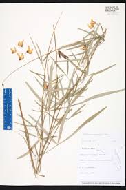 Image result for Crotalaria ochroleuca