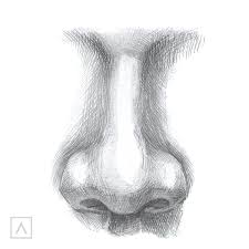 The fact is that in the anime there are a huge variety of how to draw noses. How To Draw A Nose In Just 5 Steps Arteza