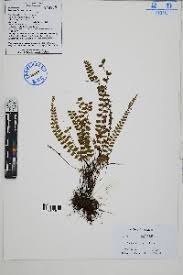 Image result for Asplenium loxoscaphoides