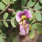 Image result for Ormocarpum kirkii