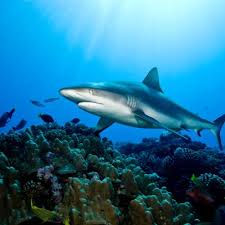 Sharks Nearly Extinct In The World S Reefs Nature And Wildlife Discovery
