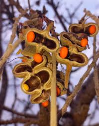 Image result for Erythrina abyssinica × lysistemon