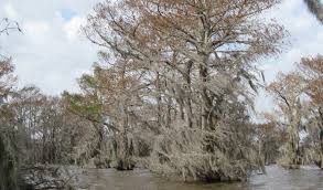 Check spelling or type a new query. Bald Cypress Trees In The United States