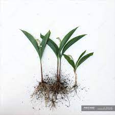 Lily of the valley does best in a partially shaded location. Lily Of The Valley Flowers With Roots Indoors Still Life Stock Photo 193431282