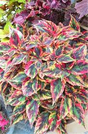 100pcs Bag Colored Leaves Bonsai Plants Coleus Plant Garden Flowers Home Decoration Potted Plants Rare Colored Grass Pl Plants Foliage Plants Variegated Plants