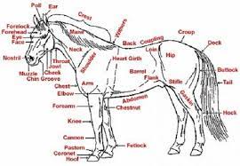 This printable quiz will test your general knowledge about horses … The Hardest Horse Quiz You Ll Ever Take