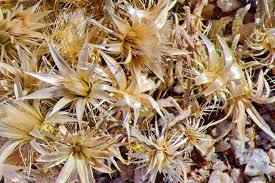 Image result for Dicoma capensis