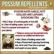 Possum Repellents Natural Repellent Repellents Pest Control