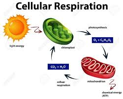 Cellular Respiration Cellular Respiration Cellular Respiration Biology Photosynthesis And Cellular Respiration