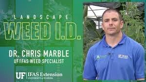 Image result for Oldenlandia angolensis