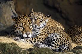 Jaguars live alone and mark their territory with their waste or by clawing trees. Names Picked For Zoo S Baby Jaguars Jaguar Animal Wild Cats Zoo Babies