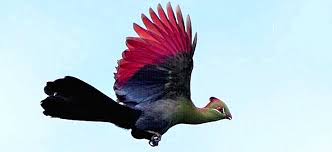 Image result for Turraea fischeri