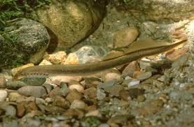 Information and translations of neunauge in the most comprehensive dictionary definitions resource on the web. Bachneunauge Landesfischereiverband Bayern