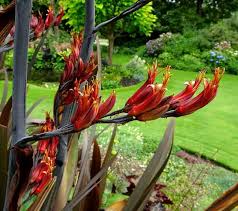Image result for Phormium