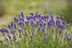 Cold hardy lavender könnte ein wenig mehr tlc benötigen, wenn sie nicht eine zuverlässige schneedecke haben, aber es gibt immer noch lavendel pflanzen für zone 4 züchter zur verfügung. Zone 4 Lavender Plants Choosing Lavender Varieties For Cold Climates