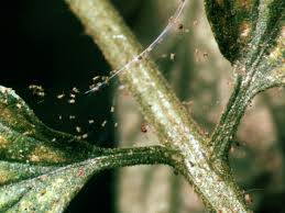 Dealing with spider mite damage plants with mite damage to only a few leaves will recover quickly and without special care, but those with more significant damage will become stressed and require extra attention. Spider Mites In The Garden Hgtv