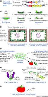 This is why we call chloroplasts are like solar panels inside the cells. Milestones In Chloroplast Genetic Engineering An Environmentally Friendly Era In Biotechnology Trends In Plant Science