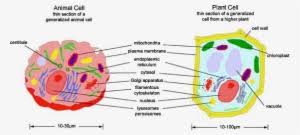 We did not find results for: Plant Cell Plant Cell Structure Gcse Transparent Png 450x479 Free Download On Nicepng
