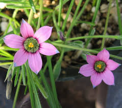 Image result for Romulea