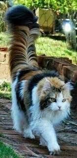 Guzellik Chats Et Chatons Chats Adorables Beaux Chats