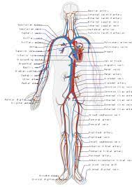 Savesave structure of arteries and veins for later. Control Of Blood Pressure Boundless Anatomy And Physiology