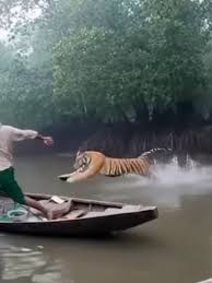 সুন্দরবনের বাঘের আক্রমণ: এক ...