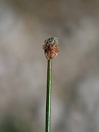 Image result for Eleocharis geniculata