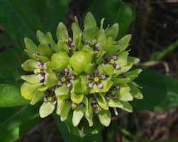 Image result for Asclepias adscendens