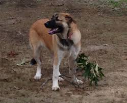 Our 7 Month Old Great Pyrenees German Shepherd Mix Pennie German Shepherd Mix Grand Dog German Shepherd
