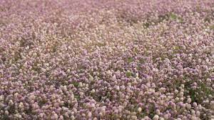 Proflowers.com has been visited by 10k+ users in the past month Beautiful Pink Flower Field Autumn Tree Photography Background Blooming Romantic Pink Flowers Trees Field Dreamlike Aesthetic Stock Image Image Of Cute Garden 170189681