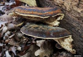 Image result for Ischnoderma resinosum