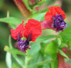 Check spelling or type a new query. Cuphea Dave S Garden