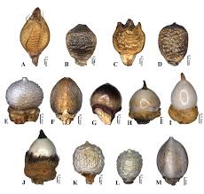 Image result for Rhynchospora rugosa