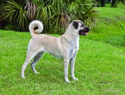 Our pups were born on may 19, 2019. Anatolian Shepherd Dog Breed Profile Petfinder