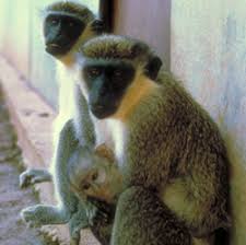 A monkey infected with sv40 won't develop cancer because, in that species, cells. Vervet Monkey Wnprc Uw Madison