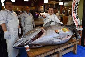 Tuna swim incredible distances as they migrate. Giant Bluefin Tuna Sells For 3 1 Million In Tokyo Fortune