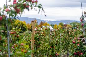 Apple orchards in the united states. 13 Best Apple Orchards In New England New England Today