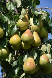 Image result for Pycreus permutatus