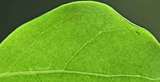 Image result for Canthium inerme