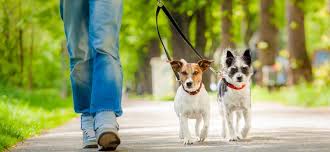 Garde D Animaux Faites Garder Vos Animaux De Compagnie