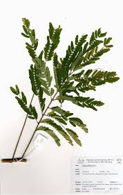 Image result for Entada chrysostachys