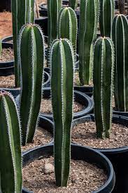 Glochids and spines, although some have one kind, but not the other. Mexican Fence Post Cactus Pachycereus Marginatus J J Growers Nursery