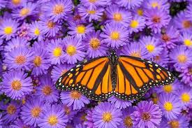 If the sun is too intense, the nectar can heat up and spoil or ferment in just a few hours. Flowering Host Plants For Butterflies Plants Flowers For Butterflies Aster Flower