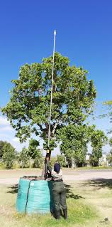 Image result for Syzygium cordatum