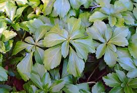 Image result for Pachycarpus spurius